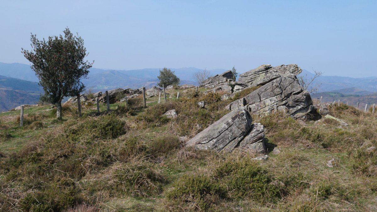 Bagobilleta tontorra