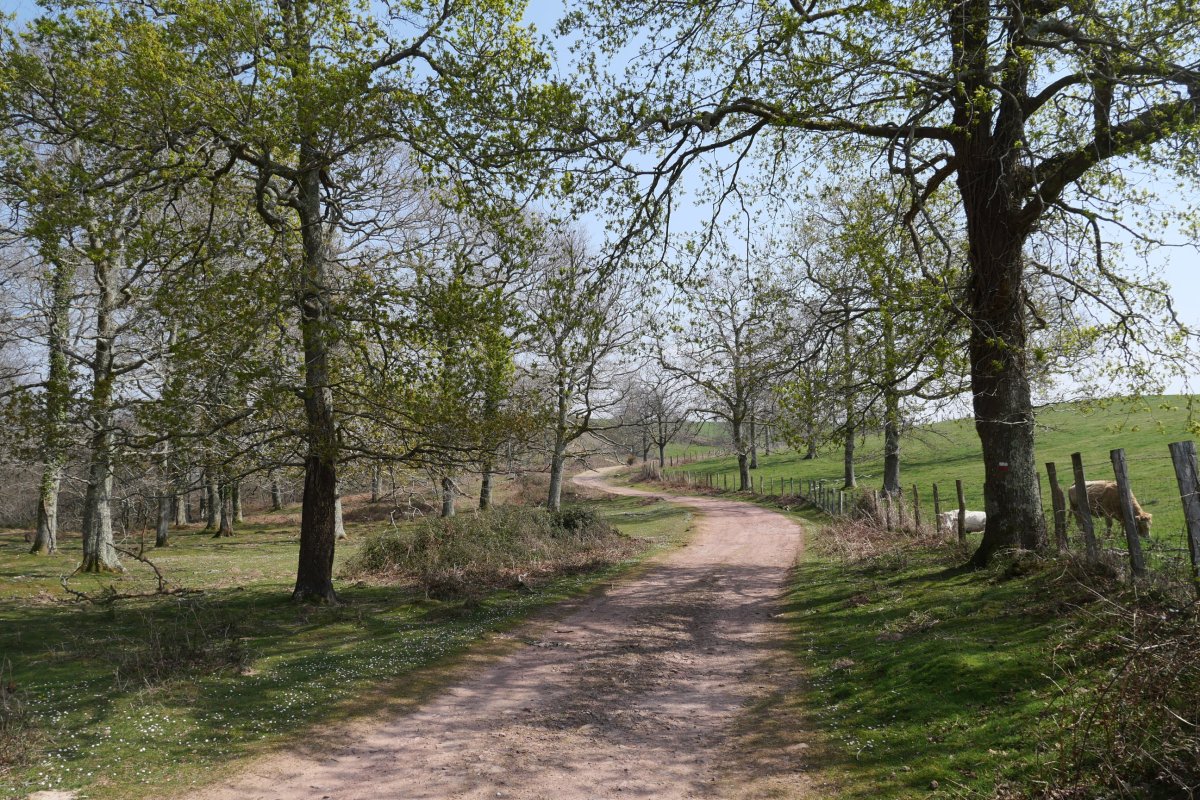 Irazakuko bidea, Zentinelako hegoaldeko lepoan