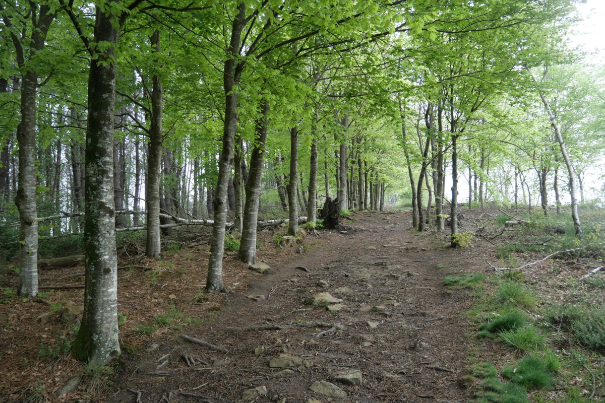 Tontorrerako azken metroak mendebaldetik