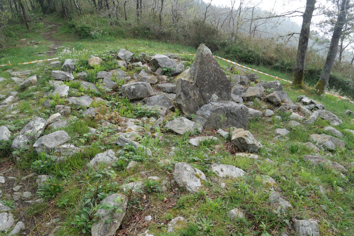 Belkoain trikuharria