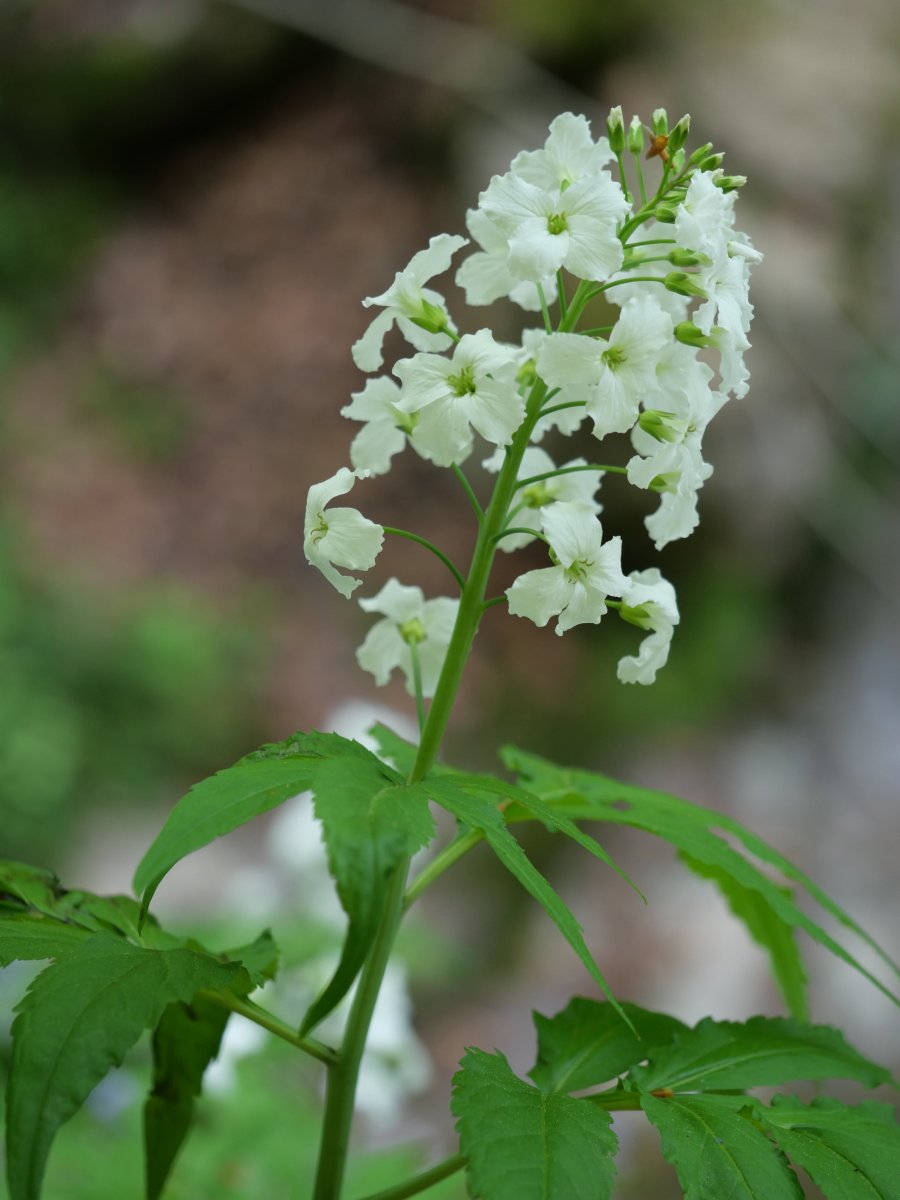 Cardamine heptaphylla, Lintza inguruan