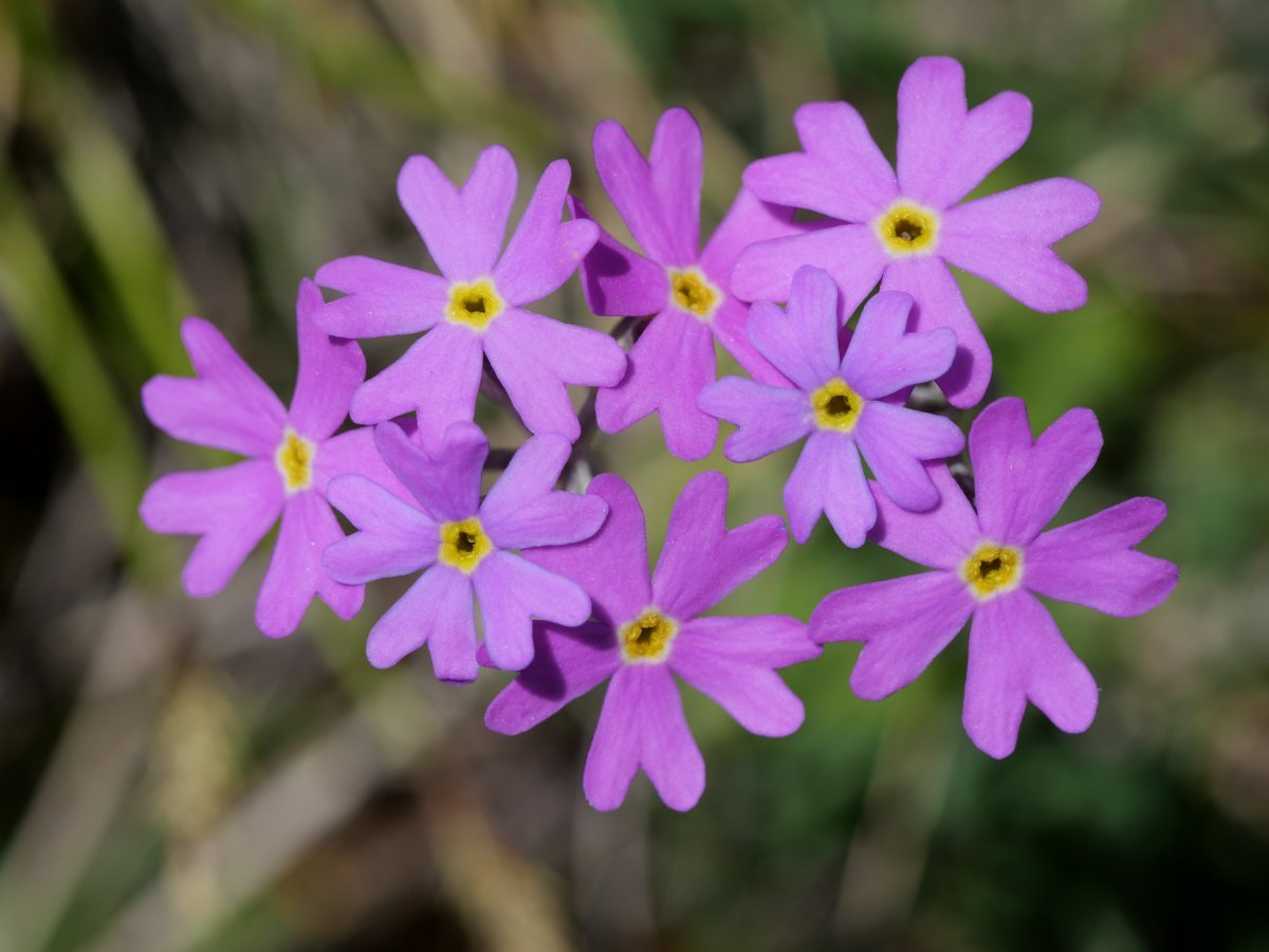 Primula farinosa, Oza aldean