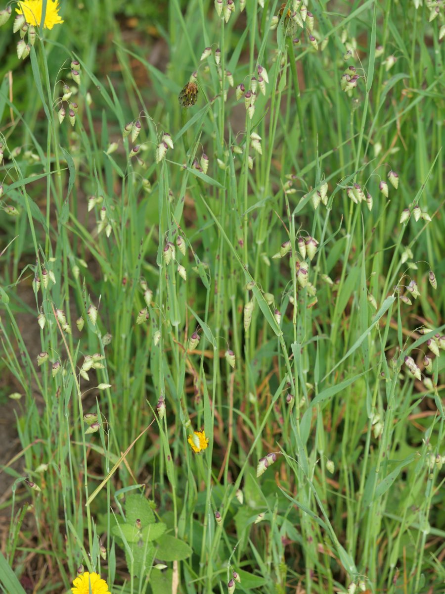 Briza maxima, hondarribia aldean