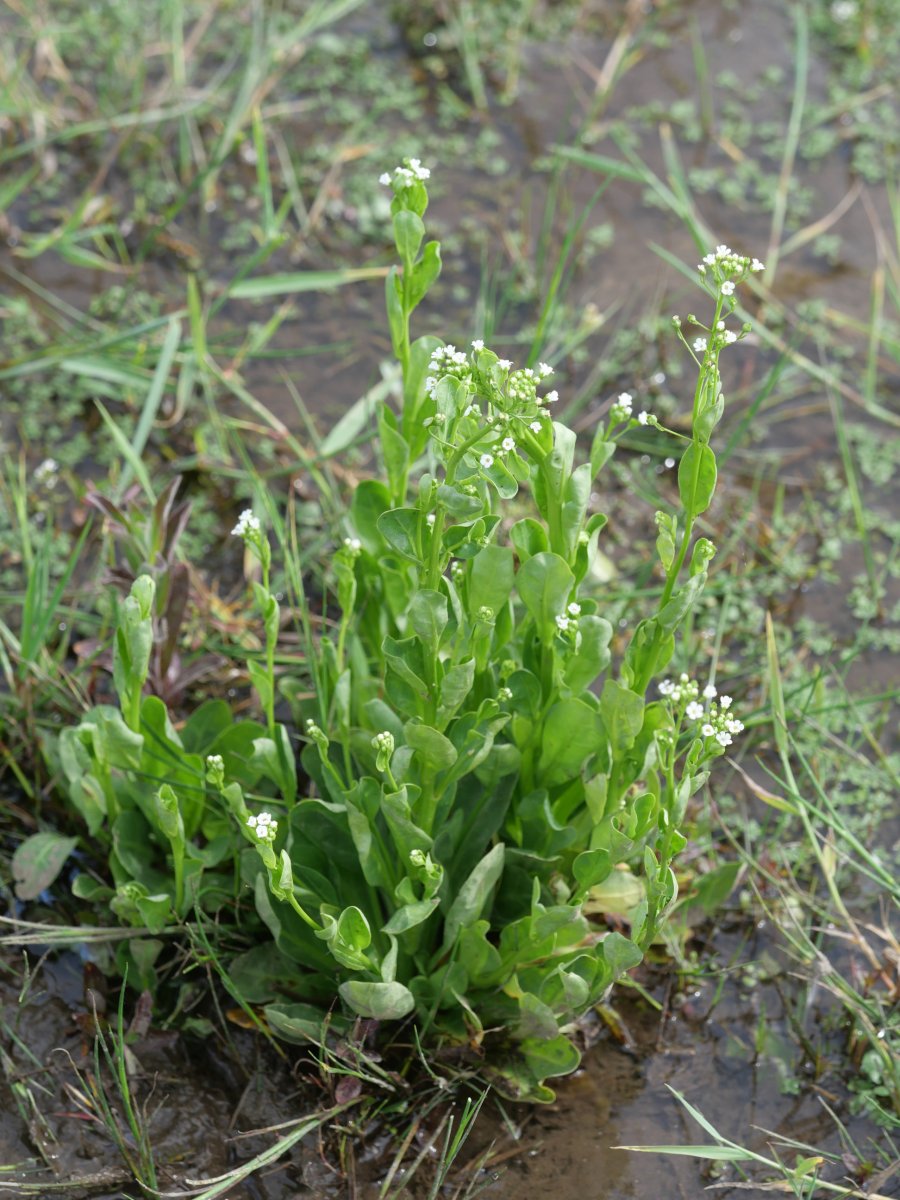  Samolus valerandi Hondarribia aldean