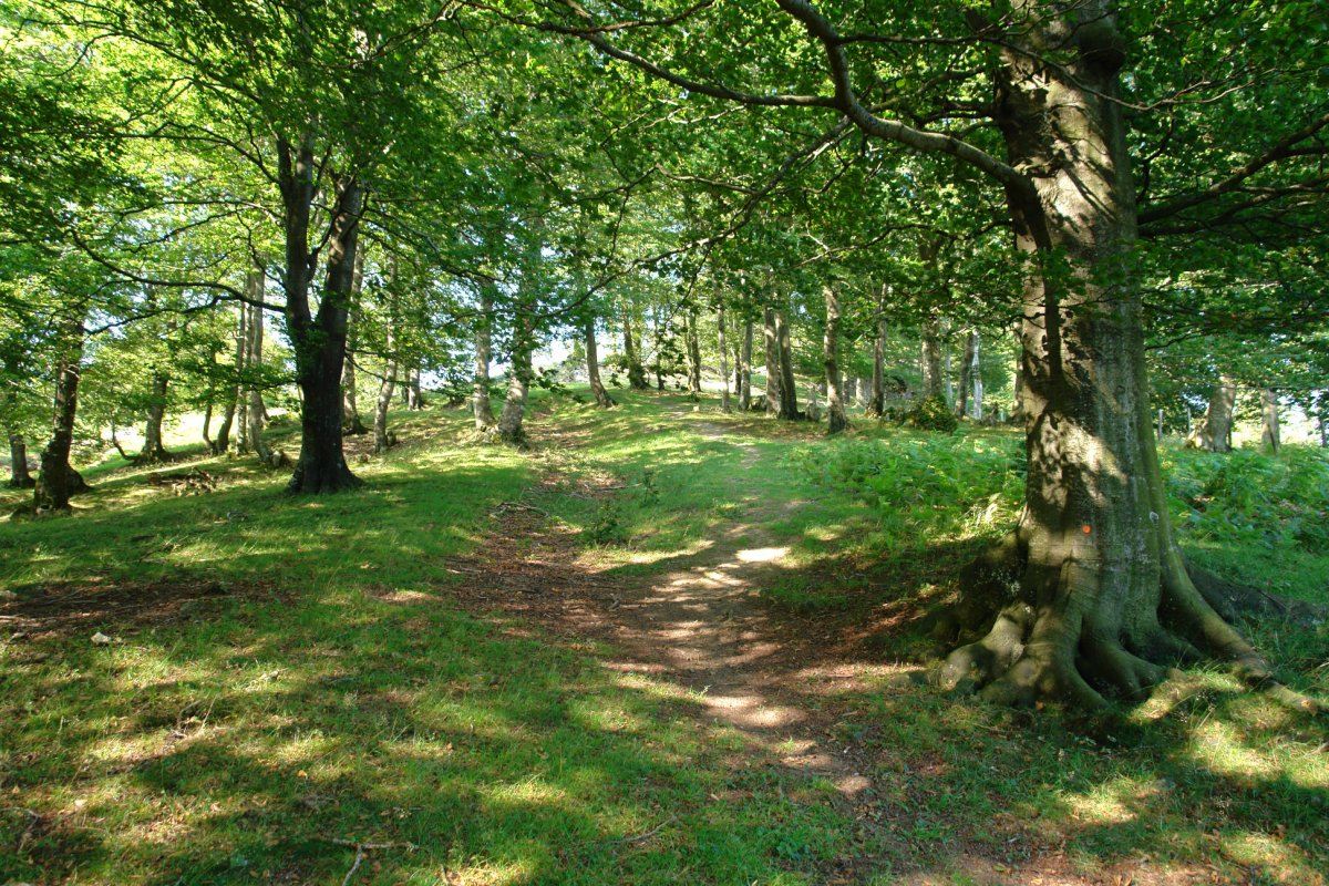 Igoera basoan barrena, Opakua aldetik
