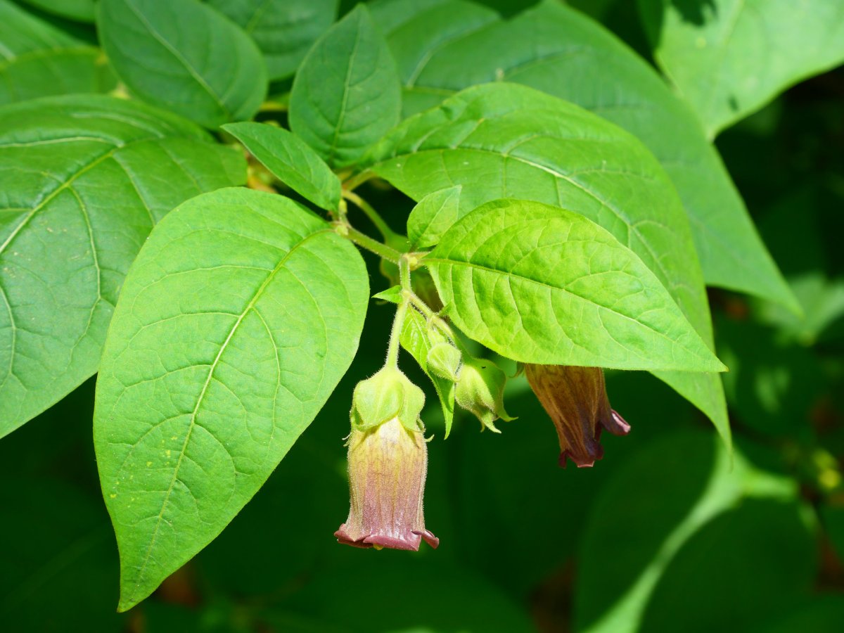 Atropa belladonna, Belaguan