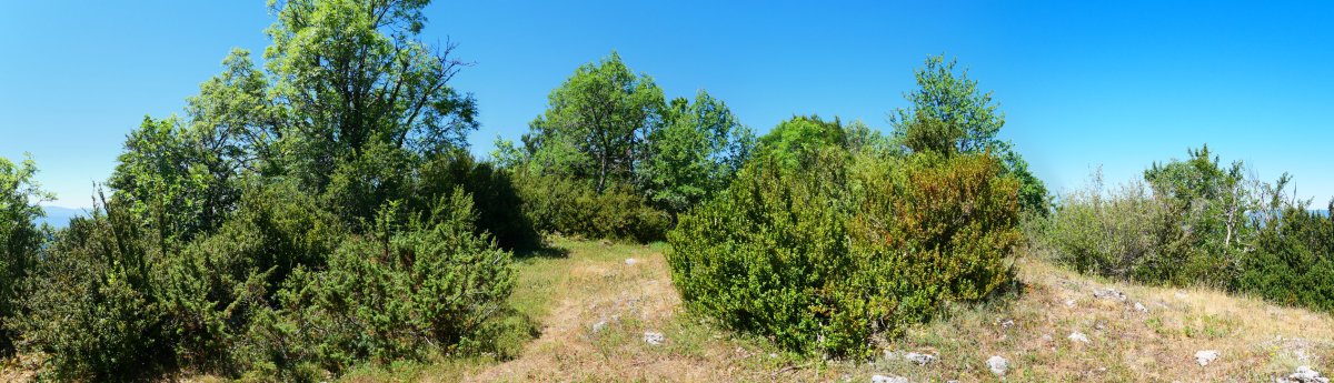 Ekialdeko gandorreko pasarte bat, Borreguil