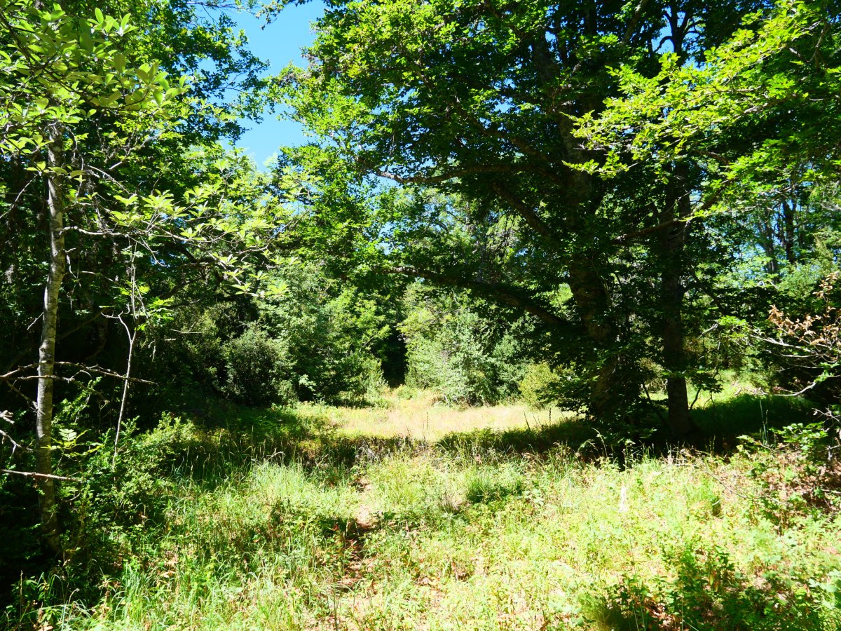 Belardi heze bat ekialdeko gandorreko pasarte batean