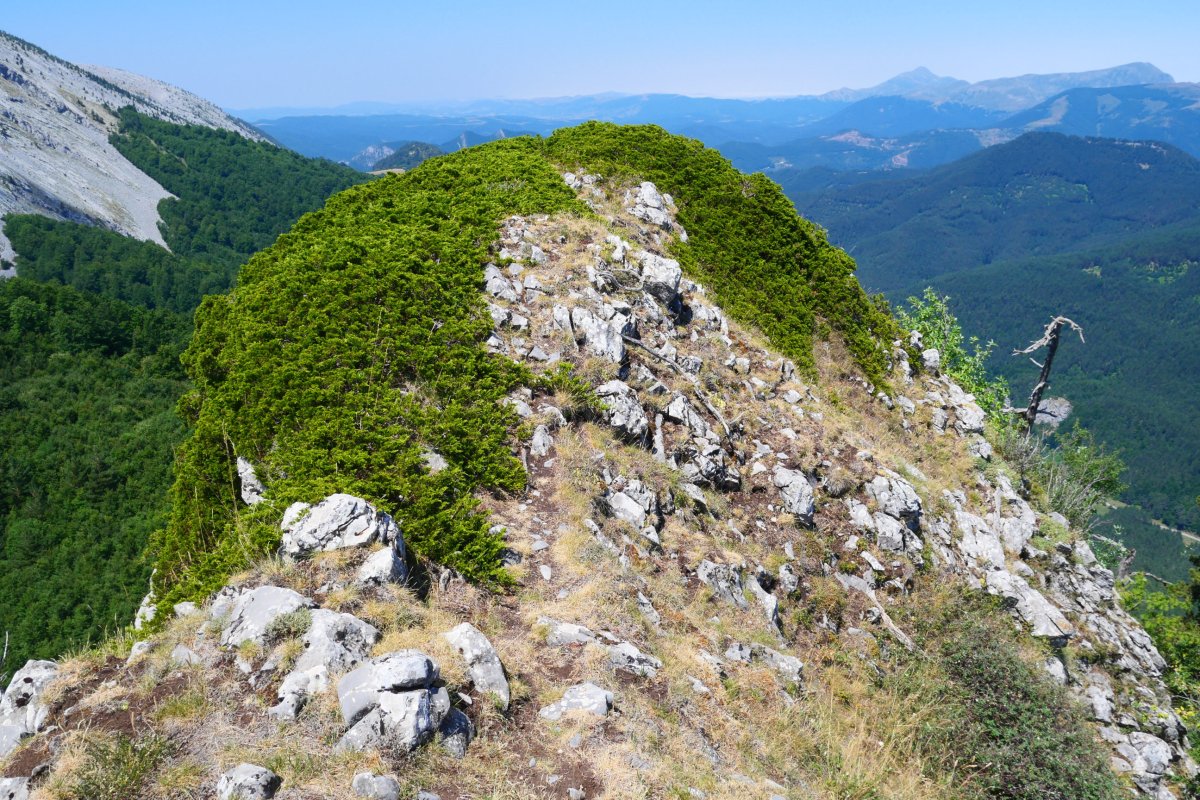 Abizondo tontorra ekialdetik