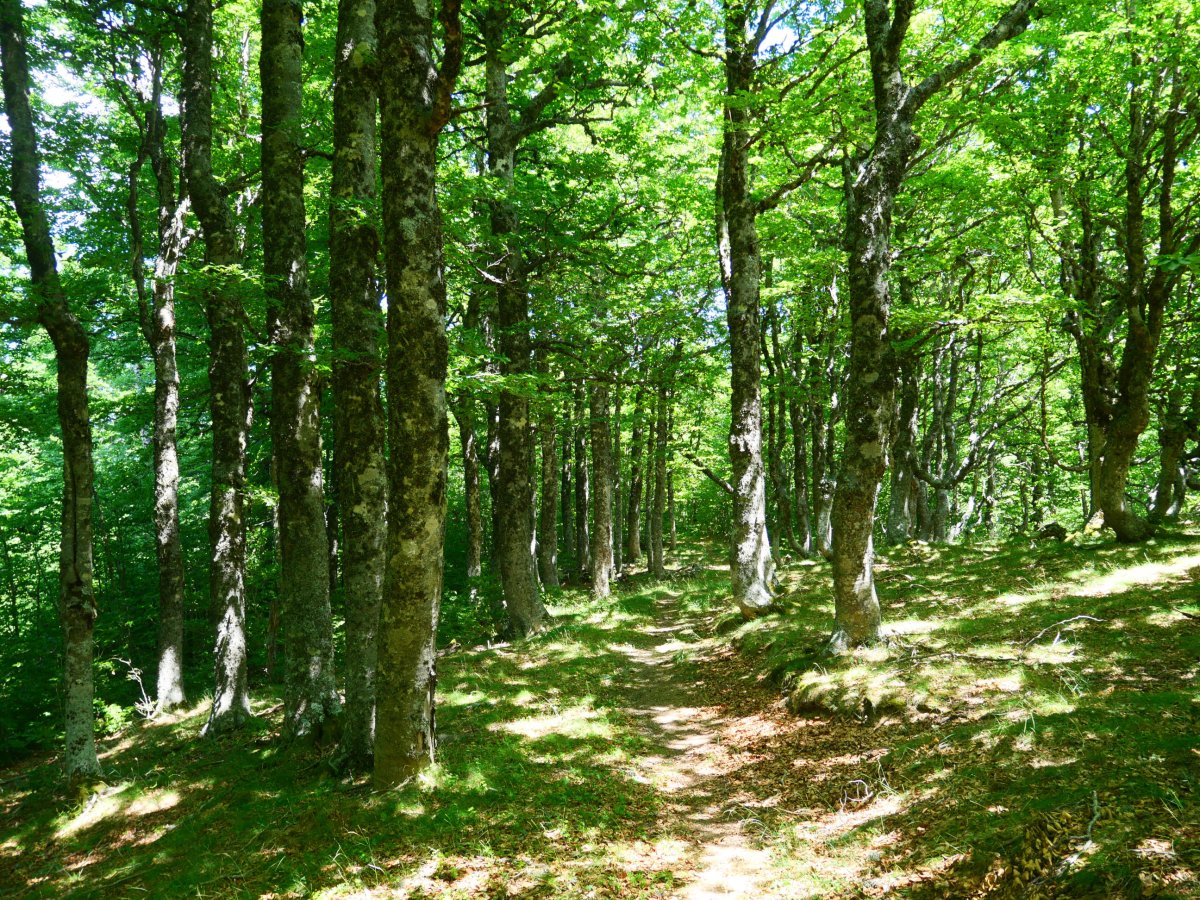 Ezkaurre eta Abizondo arteko lepoko bidea