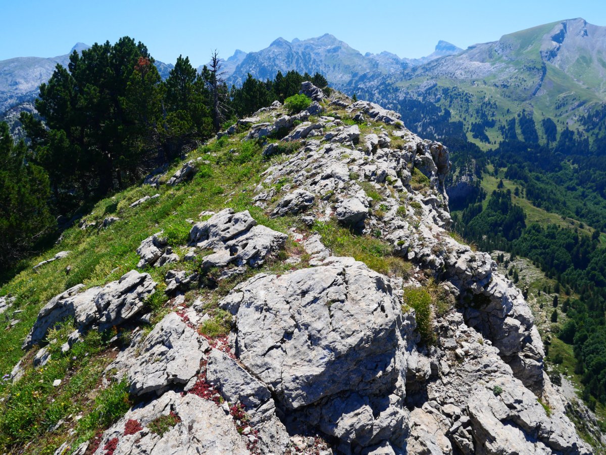 Tontorra mendebaldetik, Lapazarra