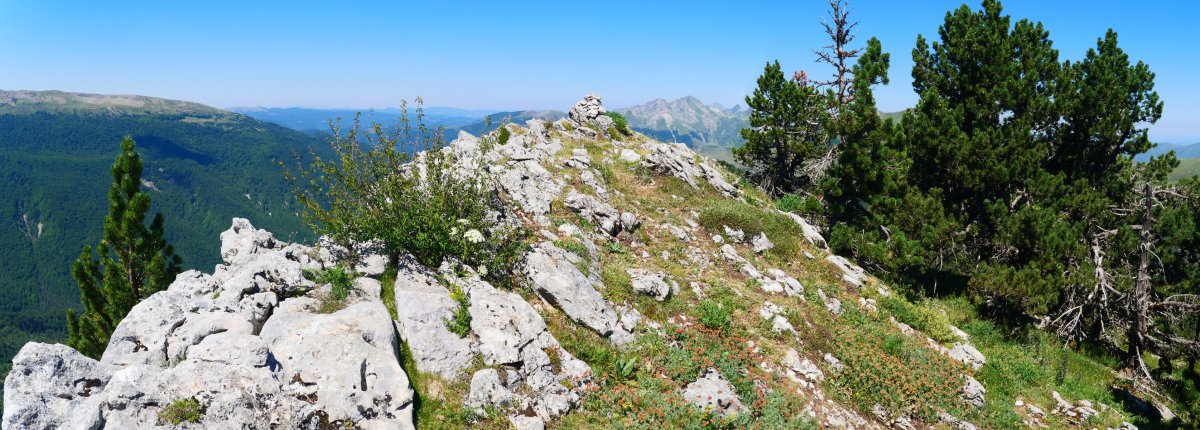 Tontorra ekialdetik, Lapazarra