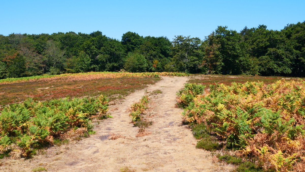 Xuritzerako bidea hartuta