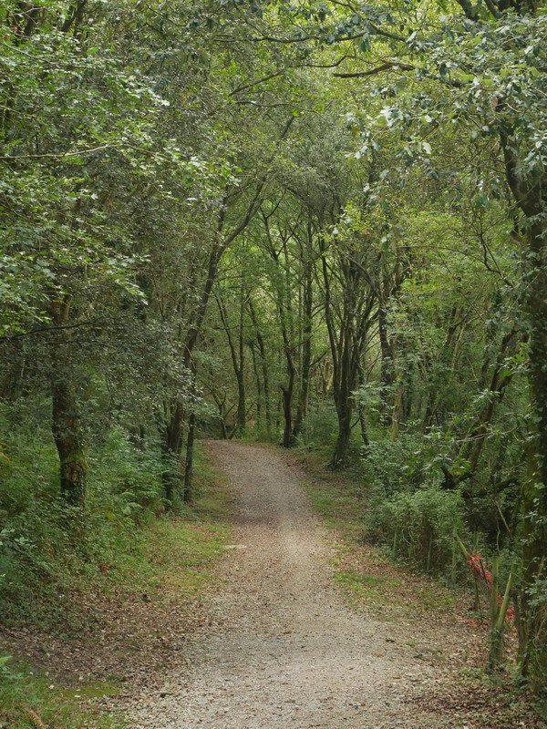 Armintza eta Urizar arteko bidea