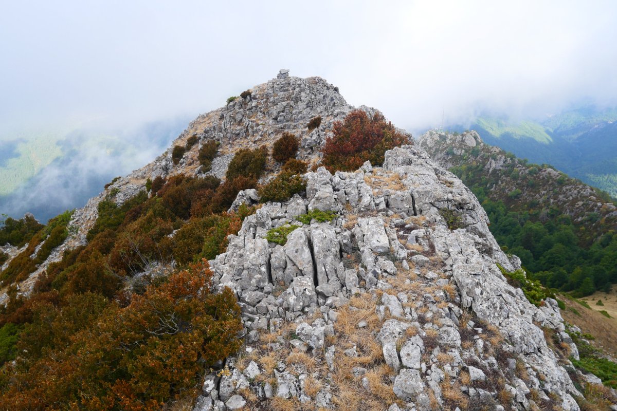 Larratza / Pikoatxikota tontorra