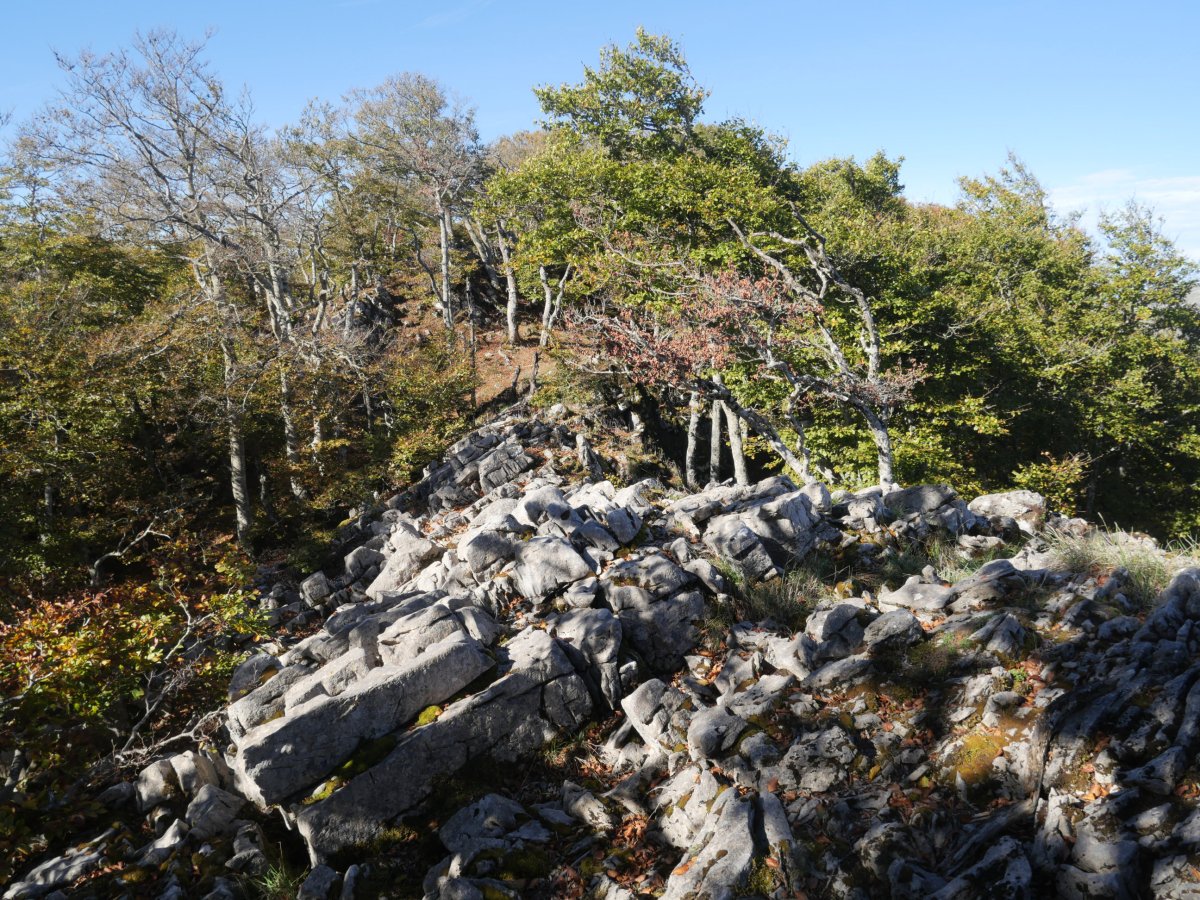 Tontorrera gerturatzen ekialdetik, Uazkuru