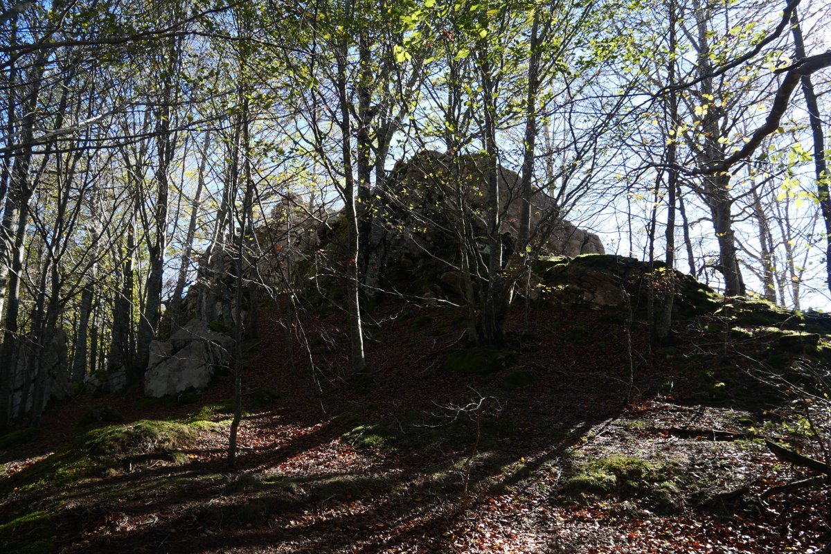 Dornaots haitza, ekialdean