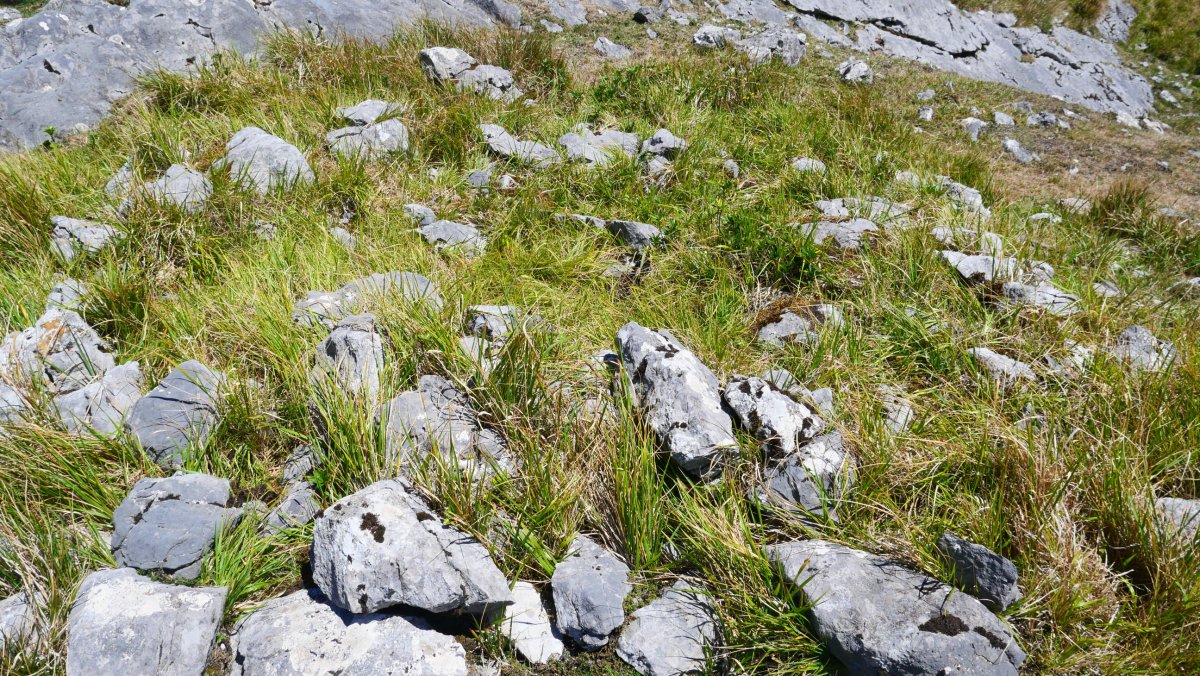 Ormatza II trikuharria