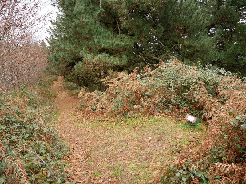 Lapurzuloko tontorra