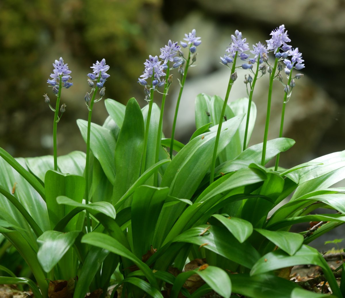 Scilla lilio-hyacinthus Barranco de Gamueta inguruan