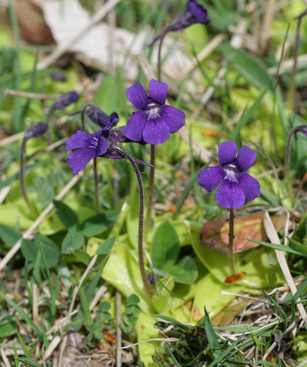  Pinguicula grandiflora Lintza aldean