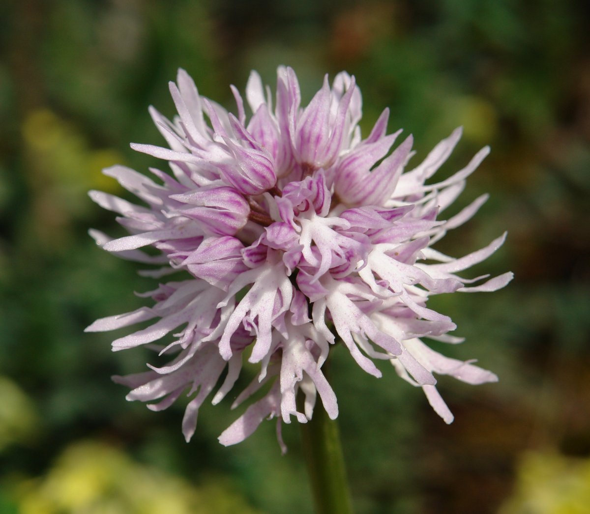 Orchis italica, Oteros mendian