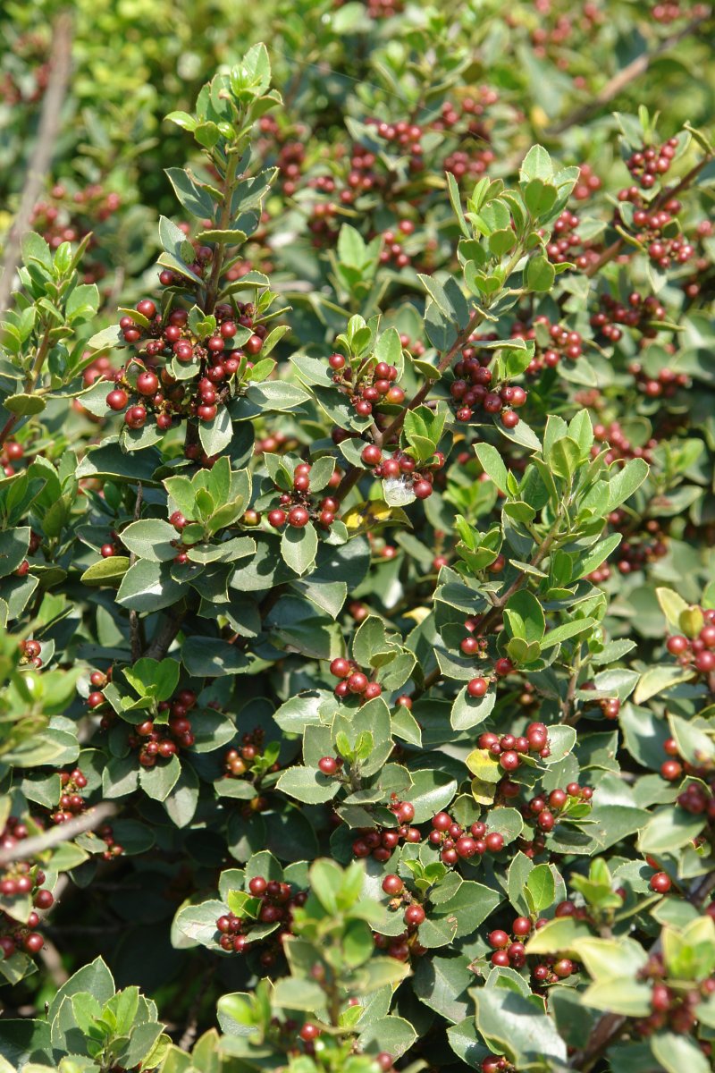Rhamnus alaternus Etxauri aldean