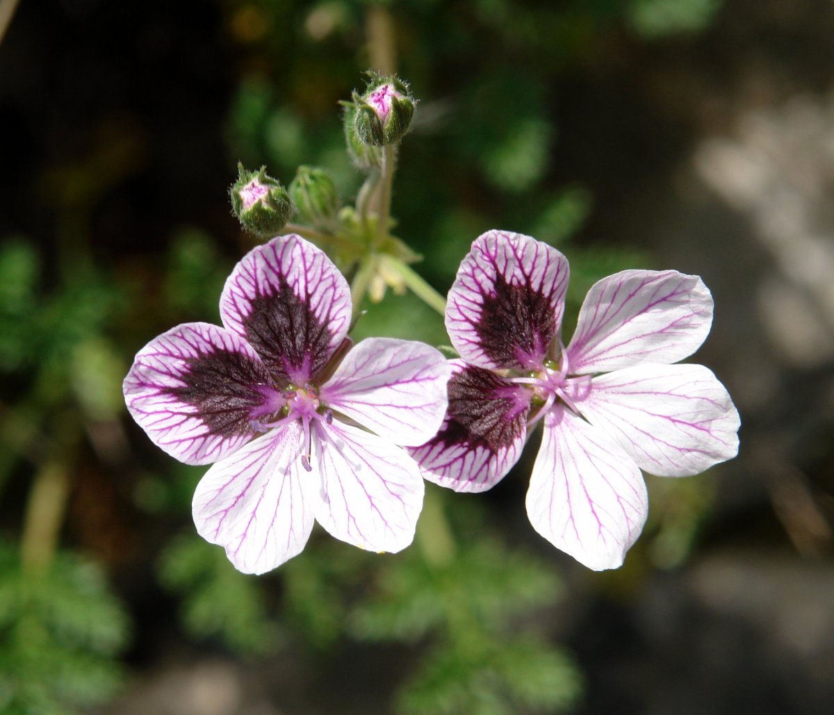 Erodium glandulosum Etxauri mendian