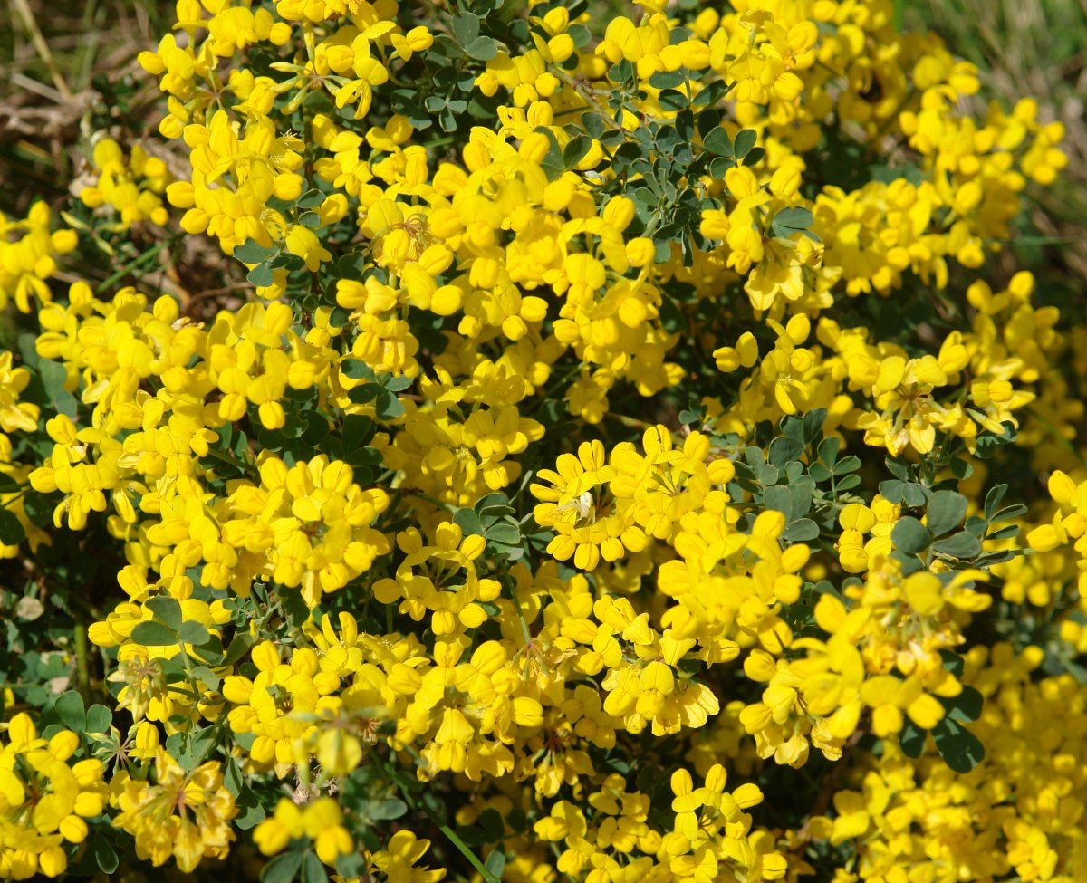 Coronilla valentina Etxauri mendian