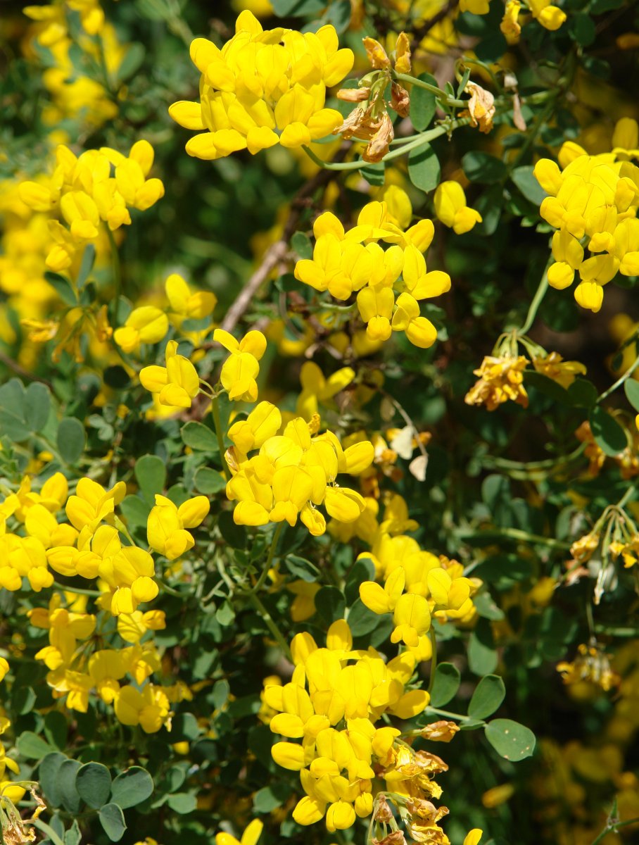 Coronilla valentina Etxauri mendian