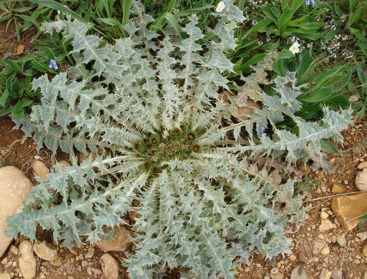 Onopordum acaulon Erreniega mendian