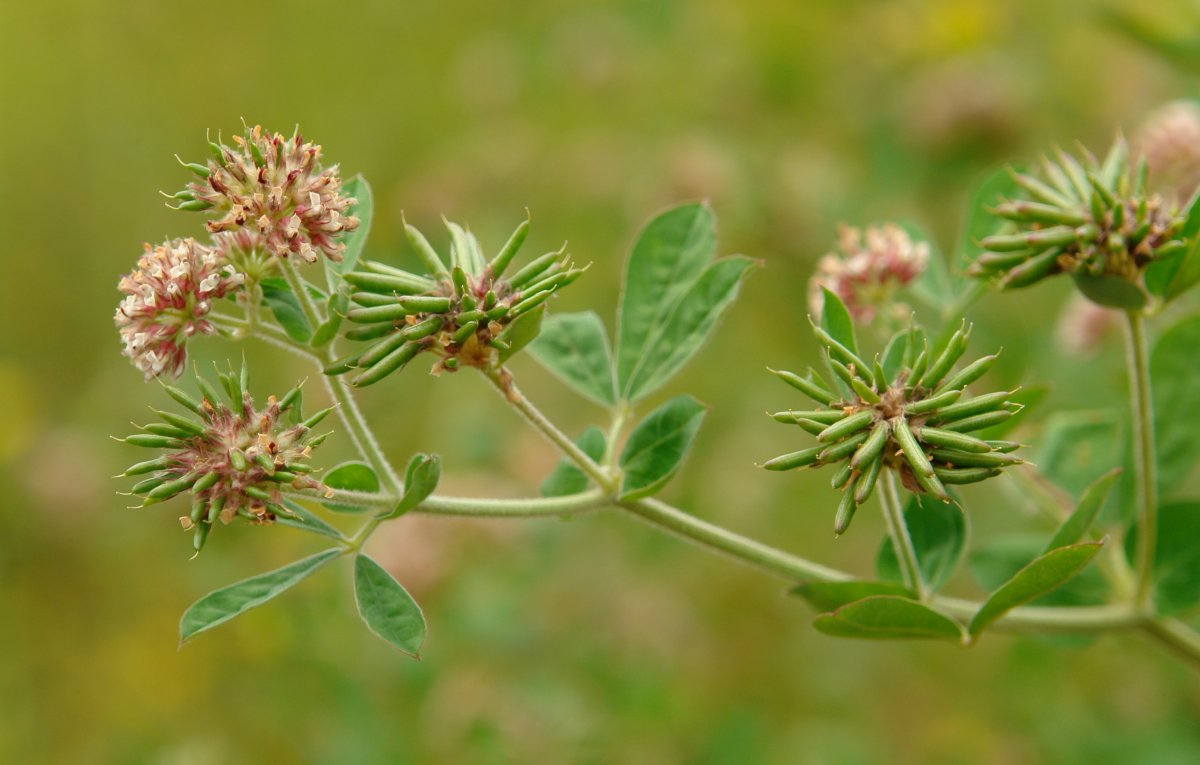  Dorycnium rectum, Hernani aldean