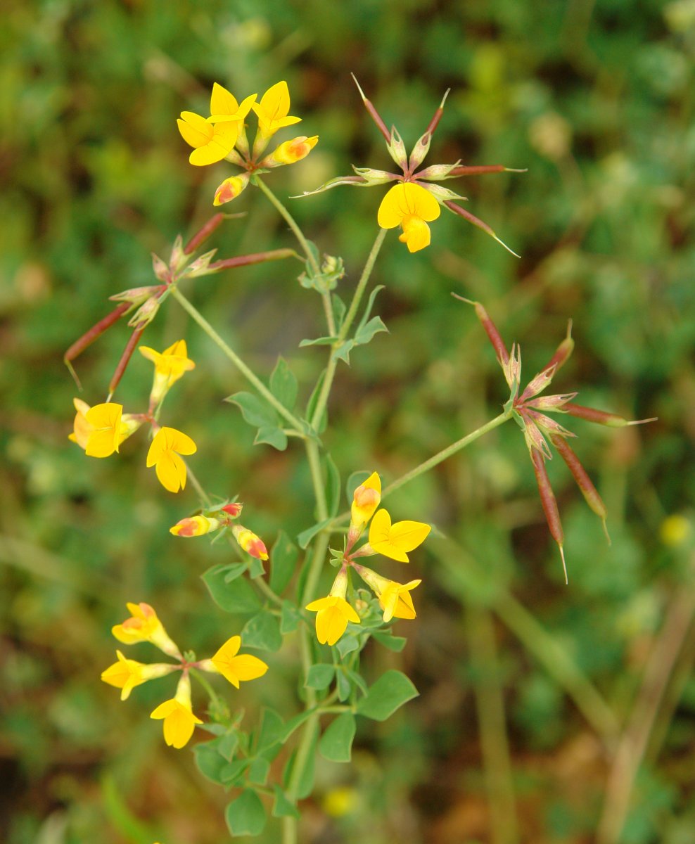 Lotus corniculatus