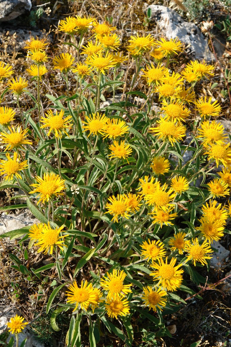 Inula montana Soila mendian
