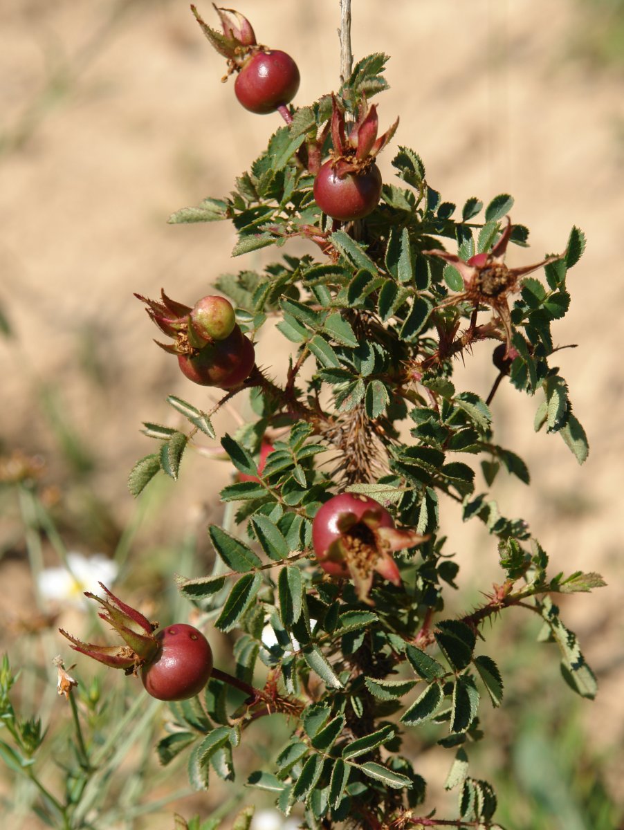 Rosa pim­pi­ne­lli­fo­lia Eskintza mendian