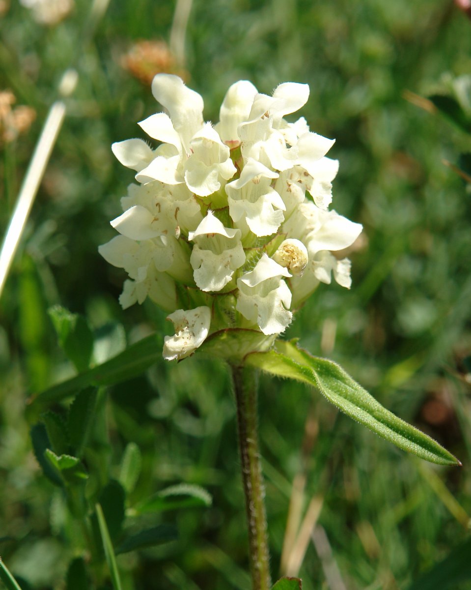 Prunella laciniata Eskintza mendian