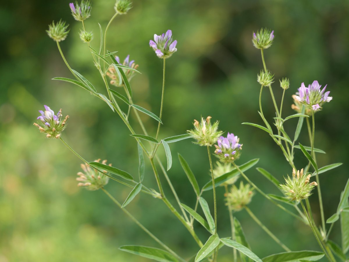 Bituminaria bituminosa Irurtzun aldean
