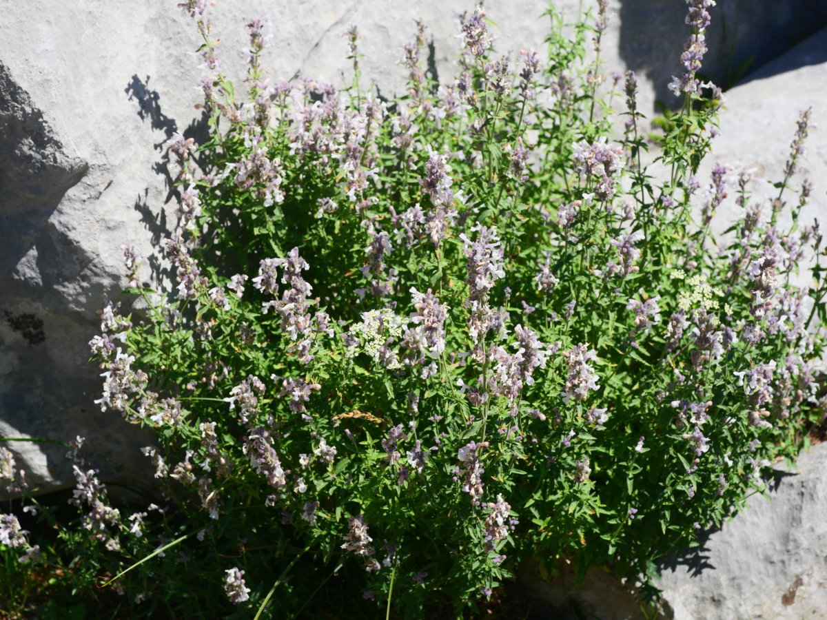 Nepeta nepetella, Ezkaurre aldean