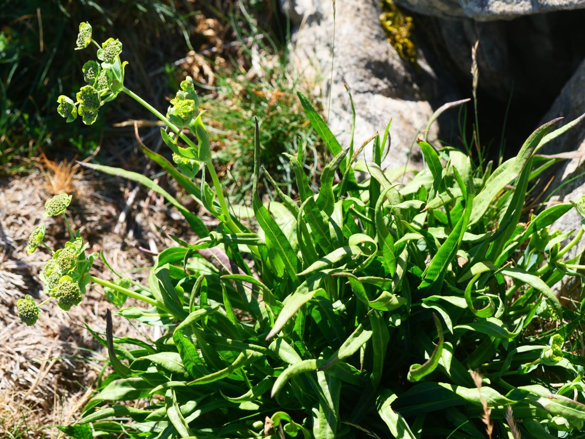 Bupleurum angulosum, Lapazarrako bizkarrean