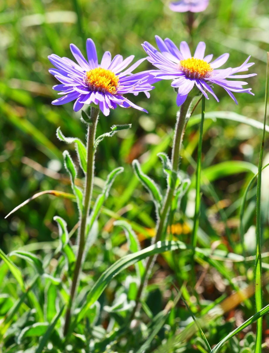 Aster alpinus, Lapazarrako bizkarrean