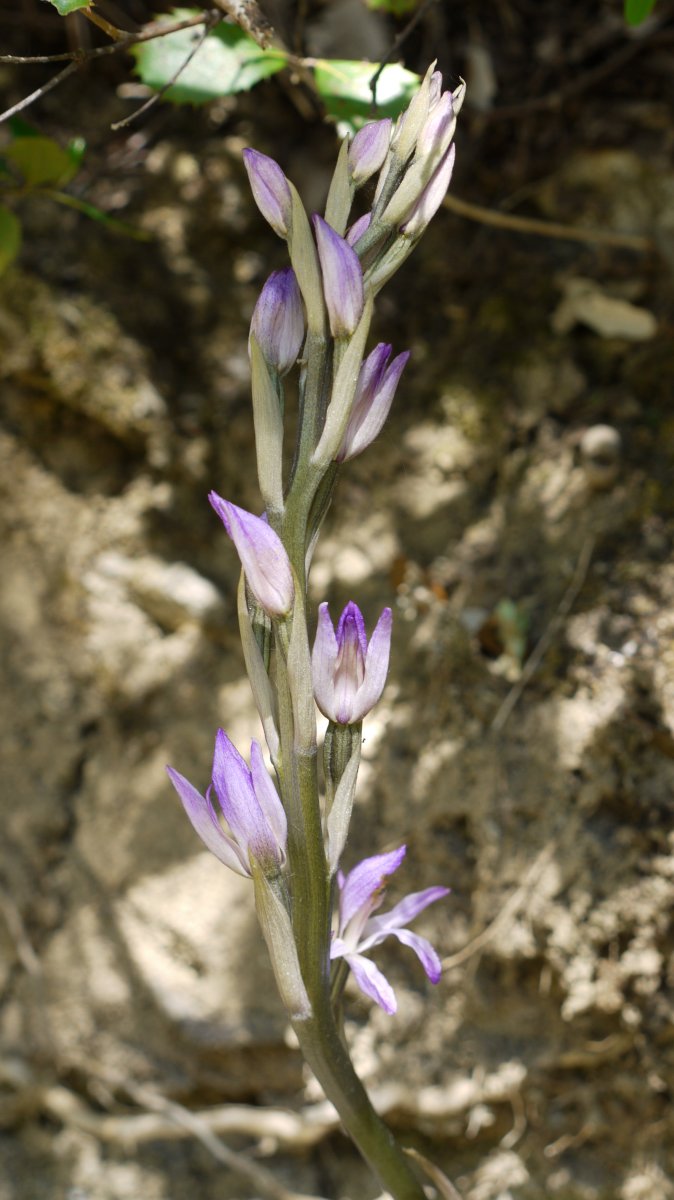 Limodorum trabutianum Ubagua errekaren bazterrean