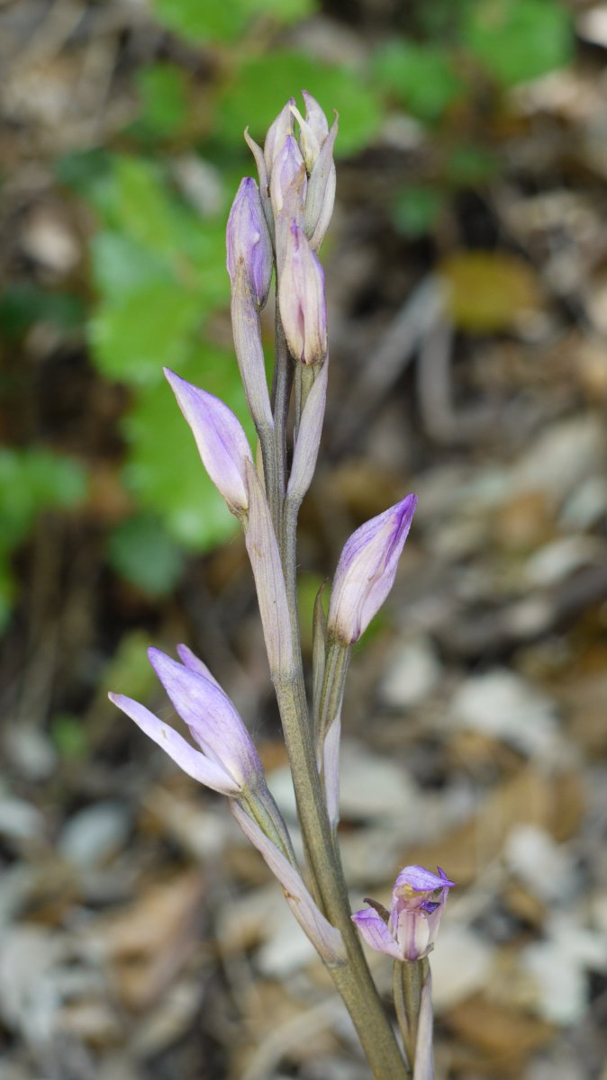 Limodorum trabutianum Ubagua errekaren bazterrean