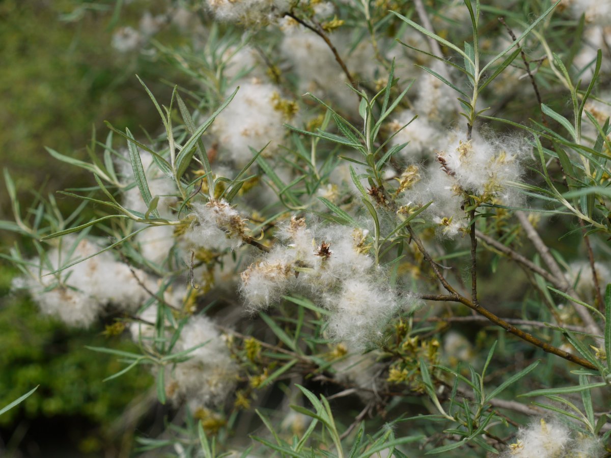 Salix eleagnos, Ubagua errekaren bazterrean