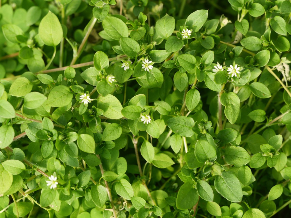 Stellaria media, baratzan ohikoa