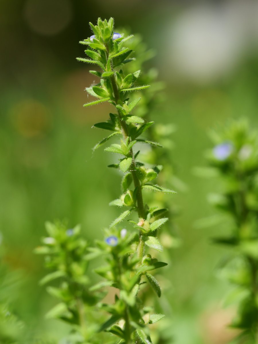Veronica arvensis Oiartzun aldean
