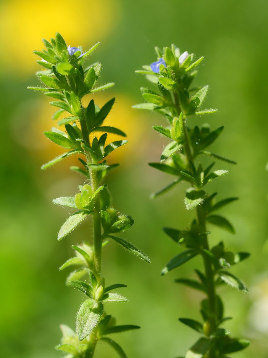 Veronica arvensis Oiartzun aldean