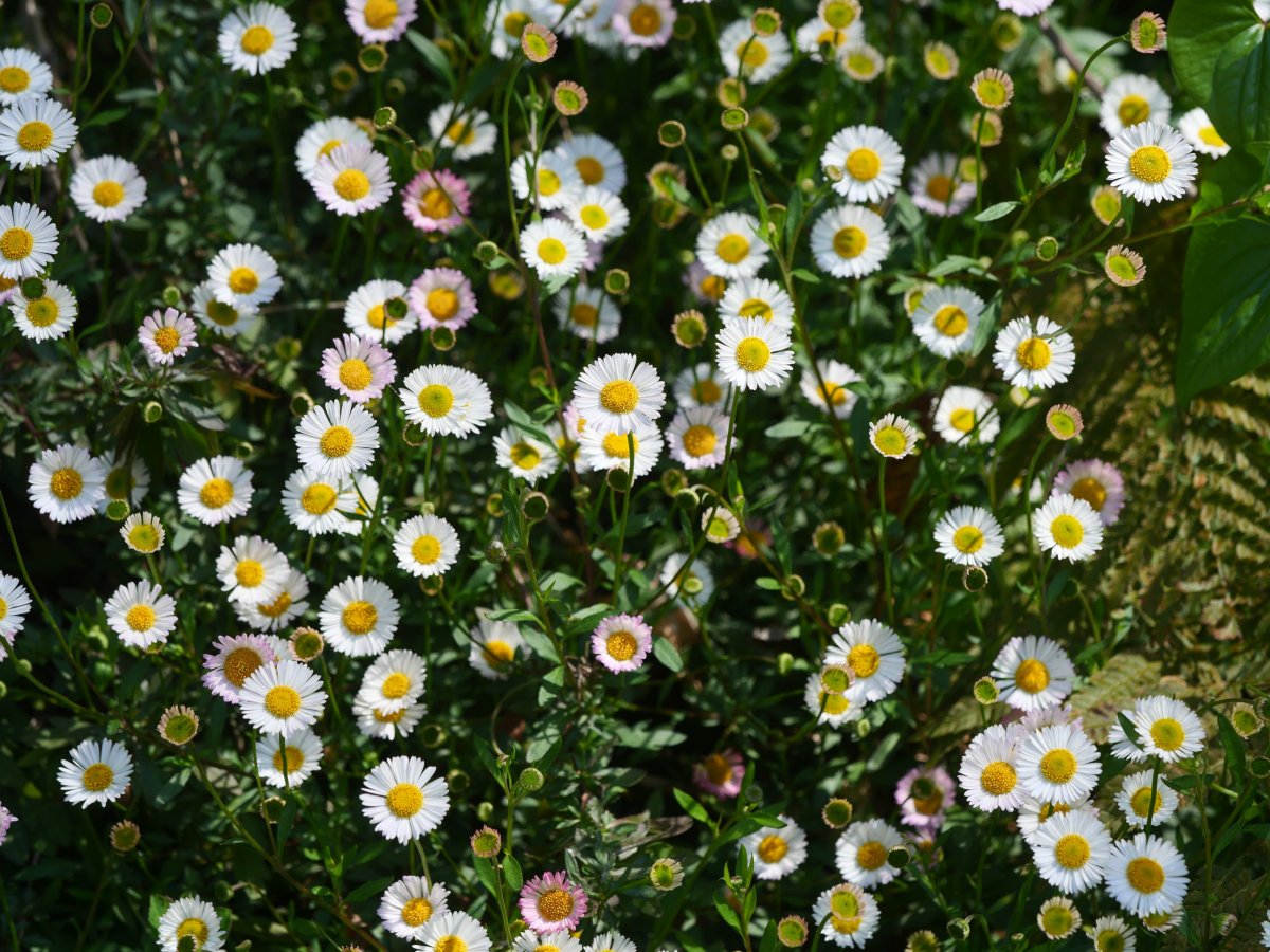 Erigeron karvinskianus errepide bazterrean