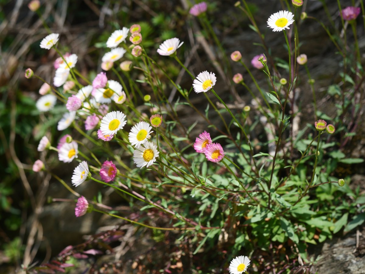Erigeron karvinskianus