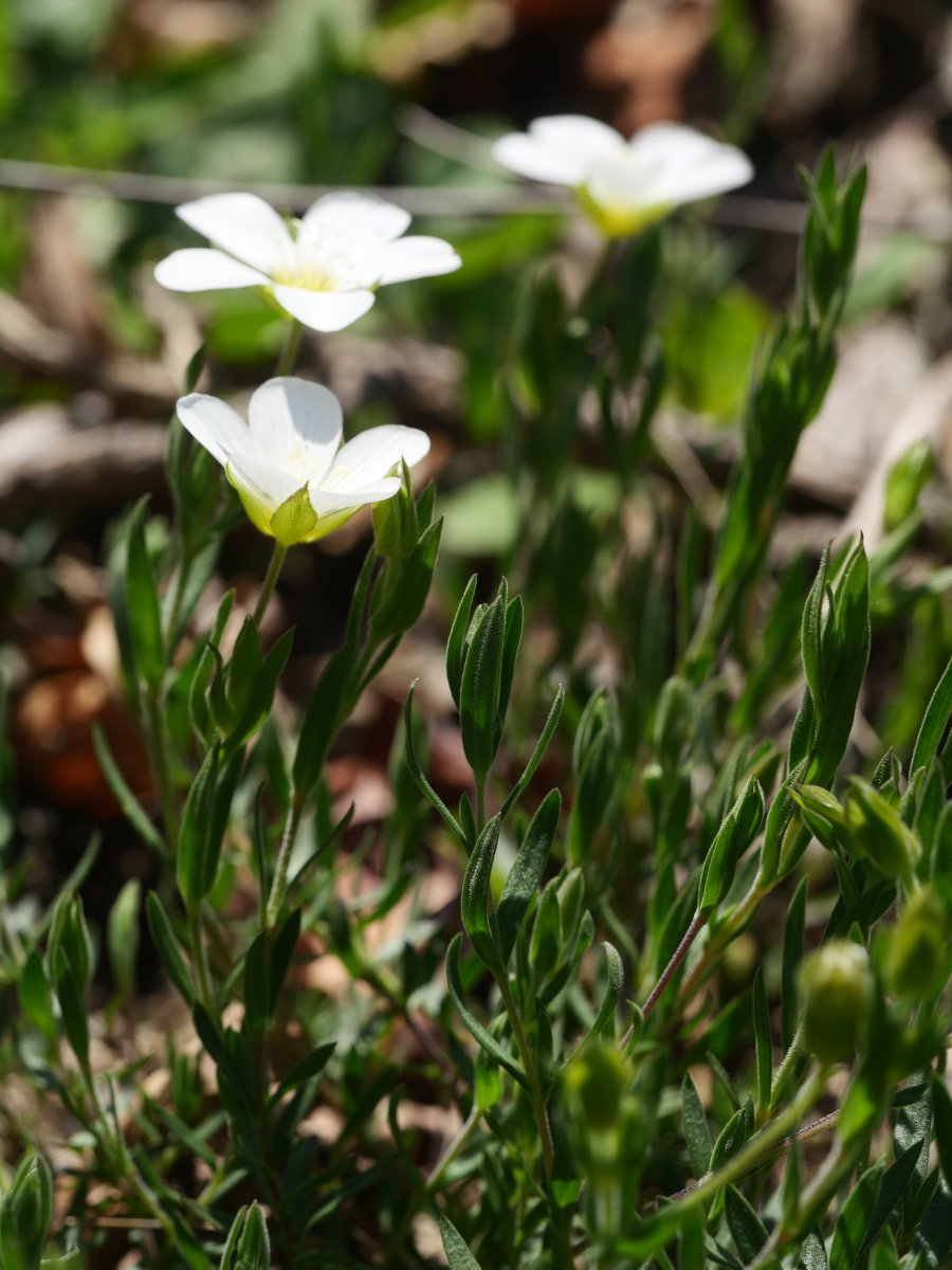 Arenaria montana, Erroiarri mendian