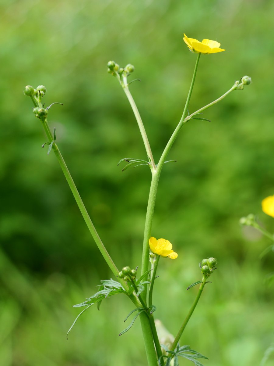 Ranunculus acris